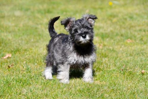 Dwergschnauzer pups te koop, Dieren en Toebehoren, Honden | Chihuahua's en Gezelschapshonden, Meerdere dieren, Overige rassen