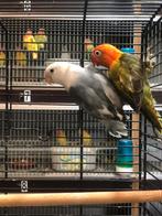 Opalin fischerie, Dieren en Toebehoren