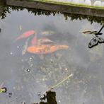 1 koï (30 cm) et 5 poissons rouges de bassin (15 cm) gratuit, Animaux & Accessoires, Poissons | Poissons d'étang
