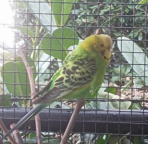 grasparkietjes, Dieren en Toebehoren, Vogels | Parkieten en Papegaaien, Parkiet, Meerdere dieren