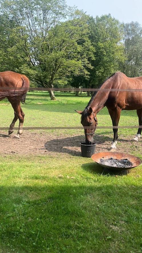 stalling met weidegang omgeving Hamont/ pelt gezocht voor 2, Diensten en Vakmensen, Dieren | Paarden | Verzorging, Oppas en Dressuur