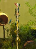 Neocaridina garnalen, Dieren en Toebehoren, Vissen | Aquariumvissen