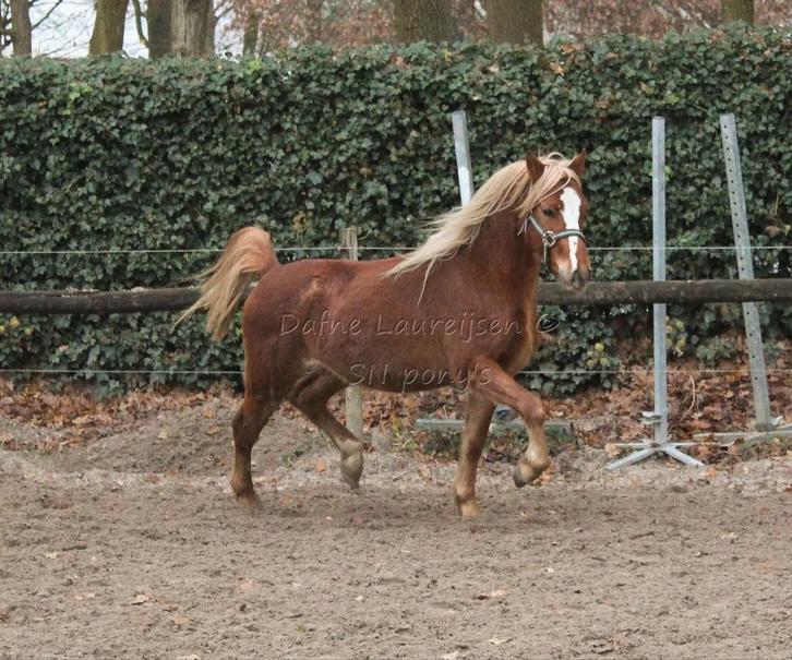 Welsh pony (s), Animaux & Accessoires, Chevaux, Plusieurs animaux, Non dressé