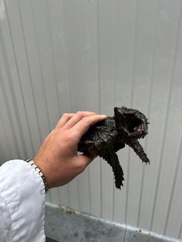 Alligatorschildpad  beschikbaar voor biedingen