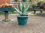 2grote agave's 45 euro per stuk of 80 euro voor de 2, Tuin en Terras, Planten | Tuinplanten, Ophalen, Zomer