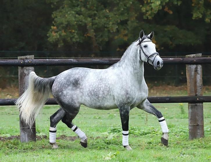 Lieve pre andalusier cruzado ruin, Dieren en Toebehoren, Paarden, Ruin, L, 160 tot 165 cm, 3 tot 6 jaar, Gechipt, Ontwormd