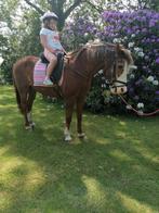 Regendeken   winterdeken d pony gezocht!, Dieren en Toebehoren