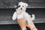 Biewer Yorkshire terrier pups, Overige rassen, 8 tot 15 weken, Buitenland, Meerdere
