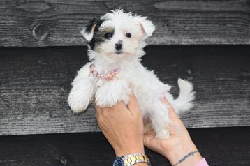 Biewer Yorkshire terrier pups beschikbaar voor biedingen