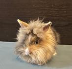 Leeuwenkop voedstertje, Dieren en Toebehoren, Vrouwelijk, Dwerg, 0 tot 2 jaar