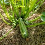 Plants courgettes jaune/verte, Jardin & Terrasse, Enlèvement