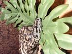 Tapijt python, Dieren en Toebehoren, Slang, Met terrarium, 3 tot 6 jaar