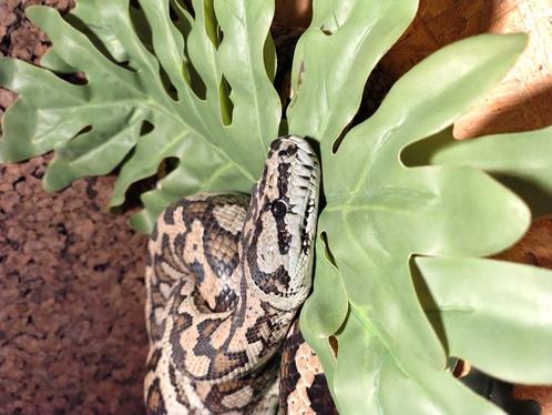 Tapijt python, Dieren en Toebehoren, Reptielen en Amfibieën, Slang, 3 tot 6 jaar, Met terrarium