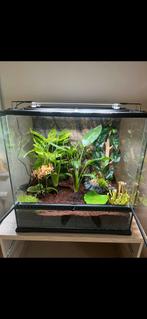 Terarium exo terra 60x60x45, Ophalen, Zo goed als nieuw, Terrarium of Paludarium