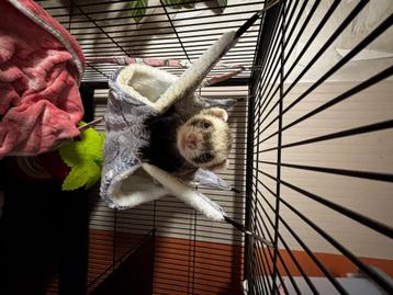 Fretten  beschikbaar voor biedingen