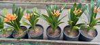 CLIVIA MINIATA, Tuin en Terras, Planten | Tuinplanten, Ophalen
