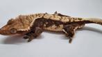 Crested gecko wimpergekko bewezen man, Animaux & Accessoires, Reptiles & Amphibiens, Autres espèces, Domestique, 3 à 6 ans
