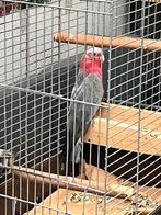 Rosé kaketoe (galah) te koop – mag direct opgehaald worden, Vrouwelijk, Papegaai, Geringd