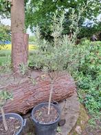 olijfboom, Tuin en Terras, Planten | Bomen, 100 tot 250 cm, Olijfboom, Zomer, Ophalen
