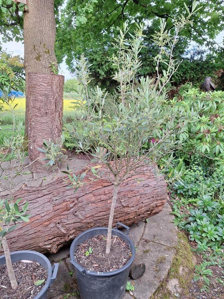 olijfboom, Tuin en Terras, Planten | Bomen, Olijfboom, 100 tot 250 cm, Volle zon, Zomer, Ophalen