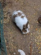 Buiten konijn, Dieren en Toebehoren, 0 tot 2 jaar