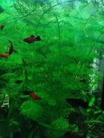 aquariumplanten cabomba en vallisneria, Dieren en Toebehoren, Vissen | Aquaria en Toebehoren, Ophalen, Nieuw, Plant(en), Steen of Hout