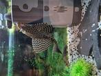 Plecostomus rond 20-22 cm zoekt een nieuw thuis., Dieren en Toebehoren