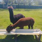 twee drachtige alpaca merries, Animaux & Accessoires, Animaux Autre