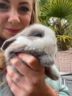 Franse hangoortjes, Dieren en Toebehoren, Konijnen, Meerdere dieren, Middelgroot, Hangoor, 0 tot 2 jaar