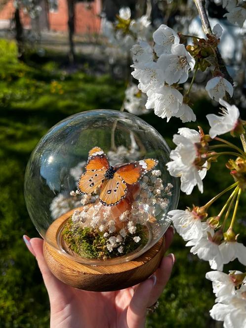 Opgezette vlinder op carneool., Verzamelen, Dierenverzamelingen, Ophalen of Verzenden