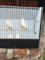 Te ruilen  3 koppels grote witte zebravinken .tt  kwaliteit, Dieren en Toebehoren