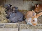 Jonge konijnen, Animaux & Accessoires, Lapins