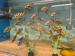 Nimbochromis livingstoni, Dieren en Toebehoren, Vissen | Aquariumvissen, Vis, Zoetwatervis