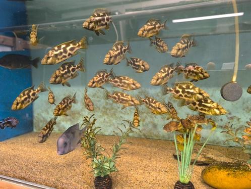 Nimbochromis livingstoni, Dieren en Toebehoren, Vissen | Aquariumvissen, Zoetwatervis, Vis