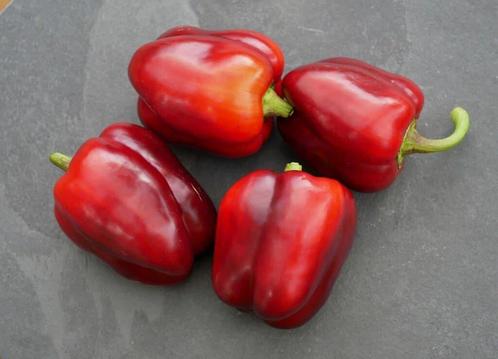 Paprikaplanten, Tuin en Terras, Planten | Tuinplanten, Eenjarig, Groenteplanten, Volle zon, Zomer, Ophalen