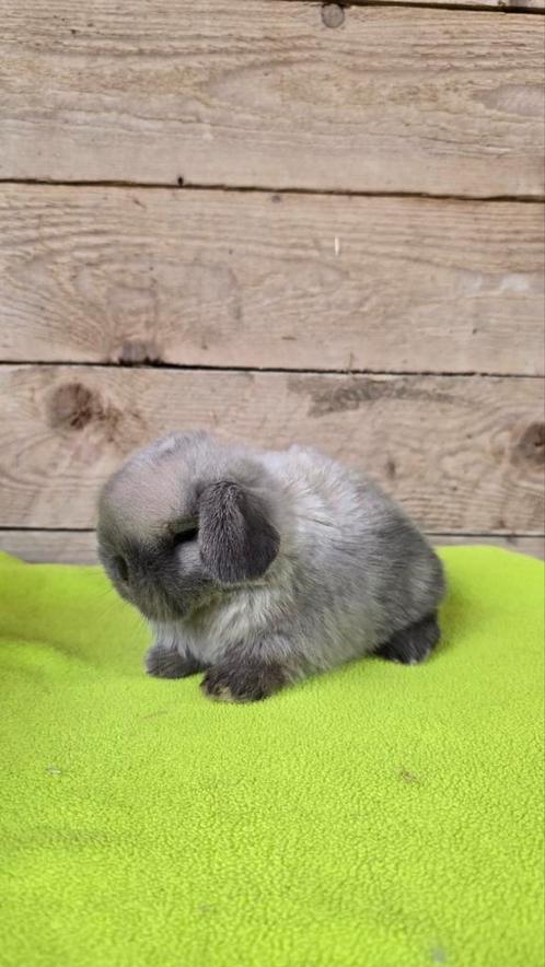 Minilop rammetje, Dieren en Toebehoren, Konijnen