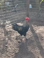 Mooie maran haan te koop, Dieren en Toebehoren, Mannelijk, Kip