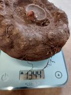 Amorphophallus konjac, Tuin en Terras, Ophalen, Voorjaar