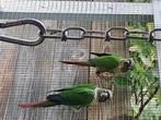 Vogels, Dieren en Toebehoren, Vogels | Parkieten en Papegaaien, Geslacht onbekend, Parkiet, Geringd