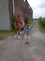 Verzorgpaarden hollebeke, Dieren en Toebehoren, Paarden, Ruin