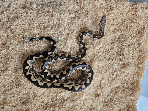 Candoia Paulsoni Santa Isabel 1.2, Dieren en Toebehoren, Reptielen en Amfibieën