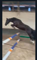 Springpony - 1.36m - 17 jaar, Merrie, Gechipt, Springpony, Zadelmak