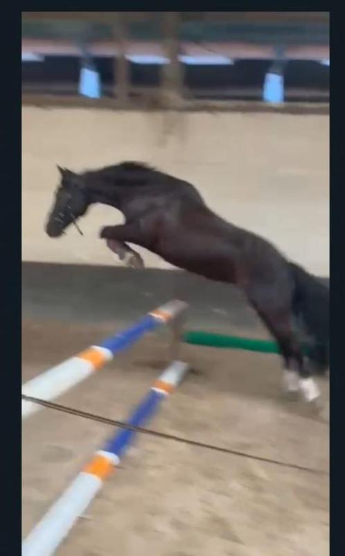 Springpony - 1.36m - 17 jaar, Dieren en Toebehoren, Pony's, Merrie, Zadelmak, C pony (1.27m tot 1.37m), Springpony, 11 jaar of ouder
