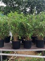 Fargesia rufa ( Niet woekerende bamboes !), Tuin en Terras, Ophalen
