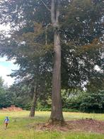 Boom vellen - gratis hout, Enlèvement, Hêtre, Troncs d'arbres