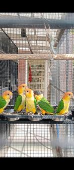Caiques 2025, Dieren en Toebehoren, Vogels | Parkieten en Papegaaien, Meerdere dieren, Papegaai, Geringd