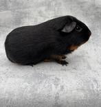 Bewezen fokbeer black & tan, Dieren en Toebehoren, Knaagdieren, Mannelijk, Tam, Maart, Cavia