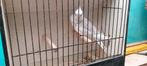 Valkparkiet man, Dieren en Toebehoren