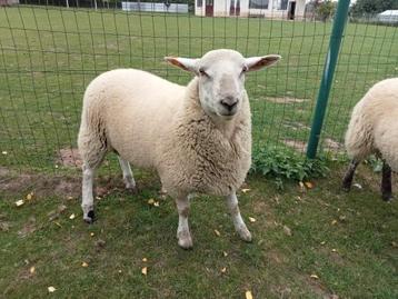 Mannelijke schapen 7 maanden  beschikbaar voor biedingen