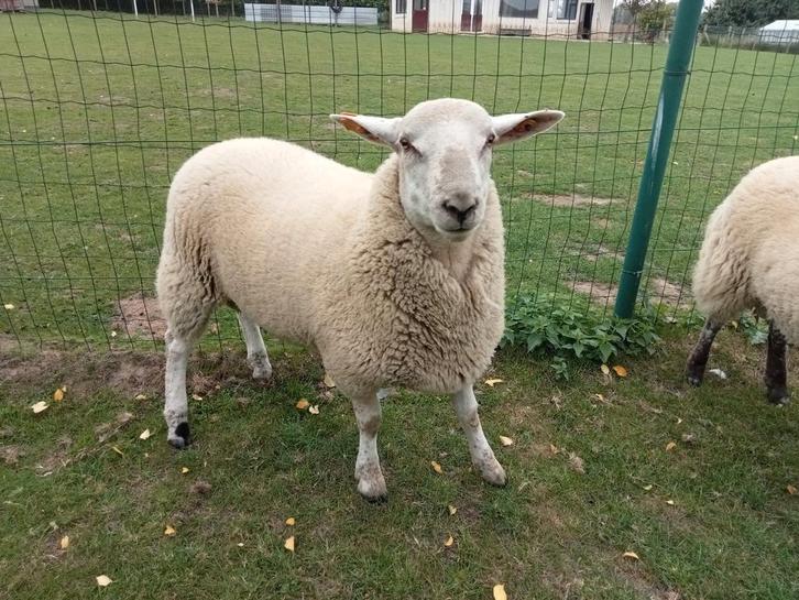 Mannelijke schapen 7 maanden, Dieren en Toebehoren, Schapen, Geiten en Varkens, Schaap, Mannelijk, 0 tot 2 jaar